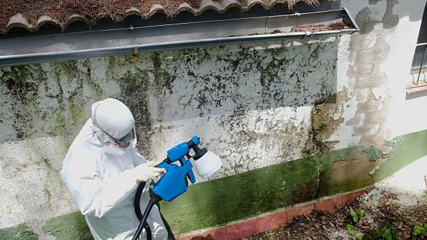 Trusted Mold Remediation service in Stone Park, IL - Cheap Mold Removal